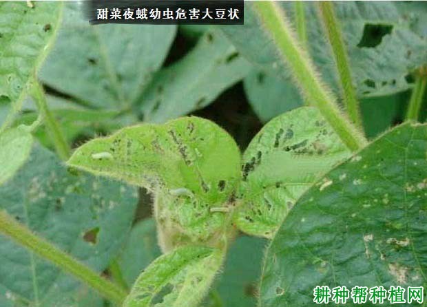 种植大豆如何防治甜菜夜蛾？