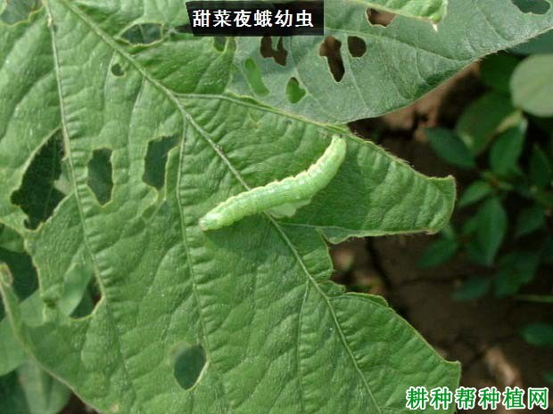 种植大豆如何防治甜菜夜蛾？