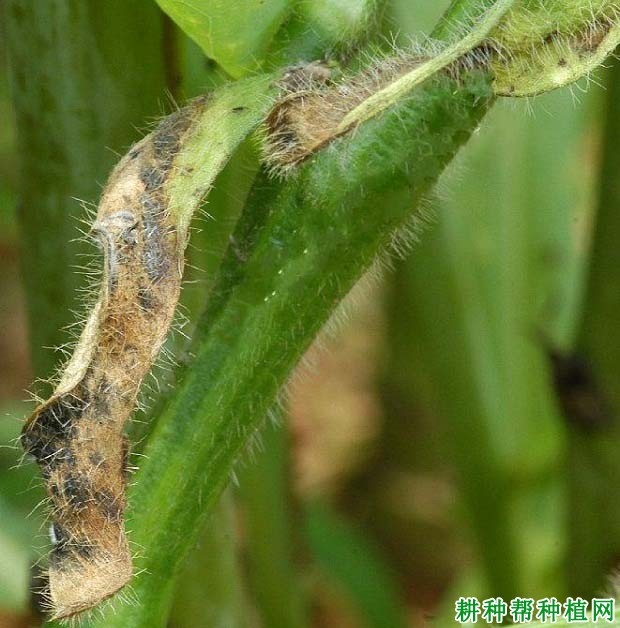 种植大豆如何防治大豆黑斑病？