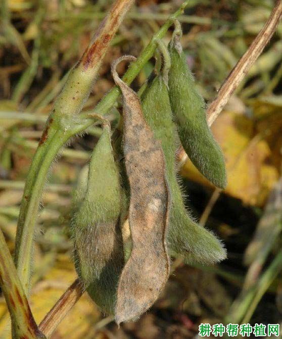 种植大豆如何防治大豆黑斑病？