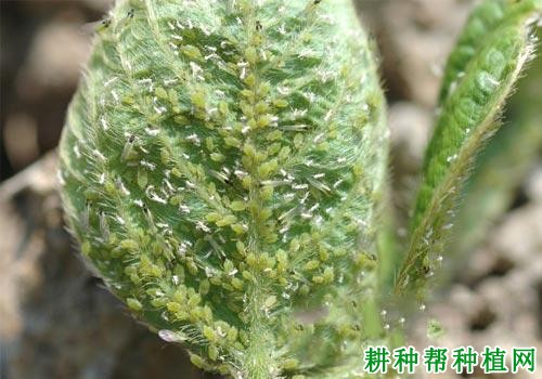 种植大豆如何防治大豆蚜？