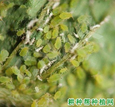 种植大豆如何防治大豆蚜？