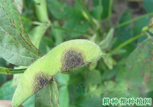 种植大豆如何防治大豆黑斑病？