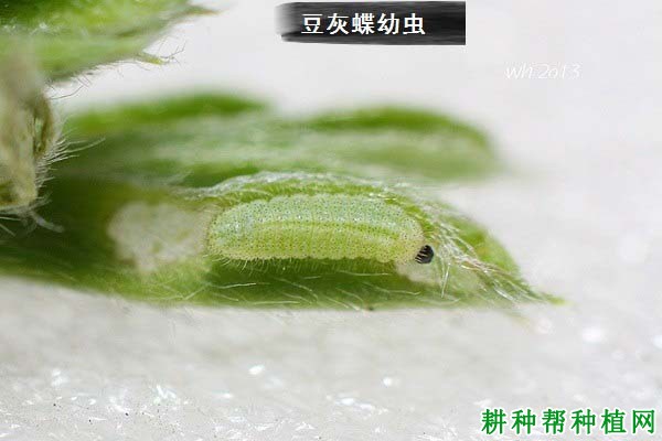 种植大豆如何防治豆灰蝶？