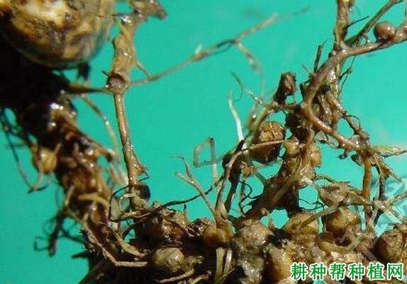 种植花生如何防治花生根结线虫病？