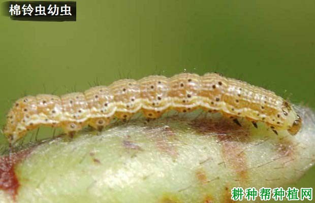 种植大豆如何防治棉铃虫？