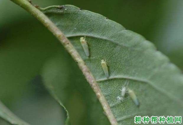 种植花生如何防治小绿叶蝉？