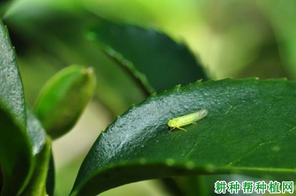 种植花生如何防治小绿叶蝉？