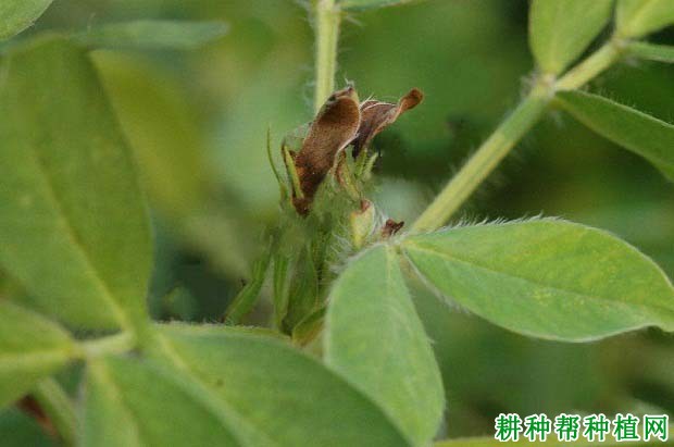 种植花生如何防治花生芽枯病毒病？