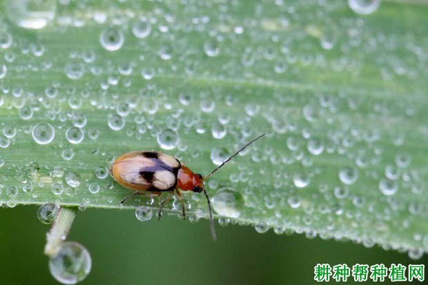 种植花生如何防治双斑萤叶甲？