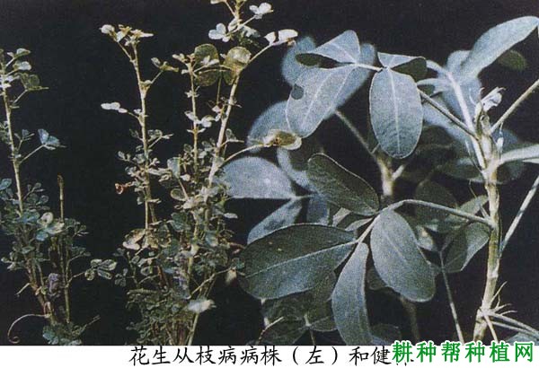 种植花生如何防治花生丛枝病？