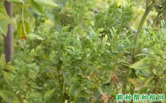 种植花生如何防治花生丛枝病？