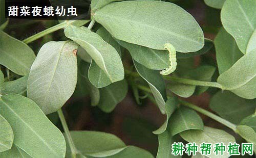 种植花生如何防治甜菜夜蛾？