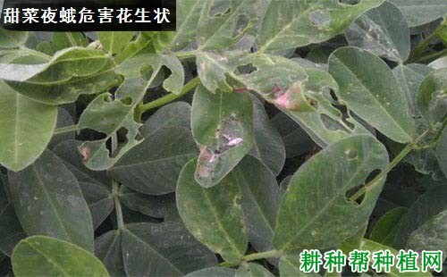 种植花生如何防治甜菜夜蛾？