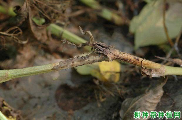 种植花生如何防治花生菌核病？