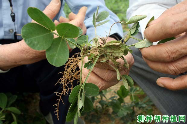 种植花生如何防治花生灰霉病？