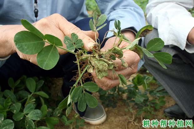 种植花生如何防治花生灰霉病？