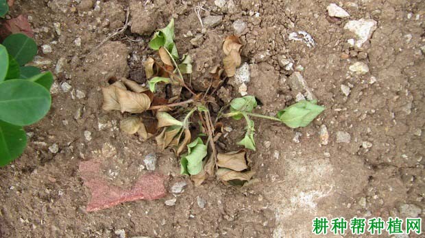 种植花生如何防治花生根腐病？