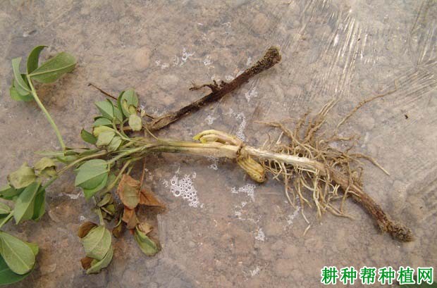 种植花生如何防治花生根腐病？