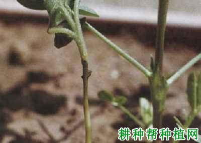 种植花生如何防治花生立枯病？