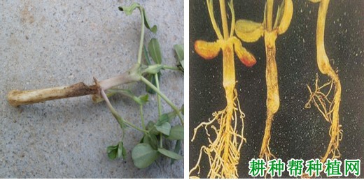 种植花生如何防治花生立枯病？