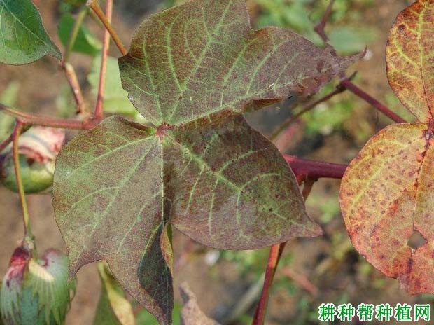 种棉花如何防治棉花红（黄）叶枯病？