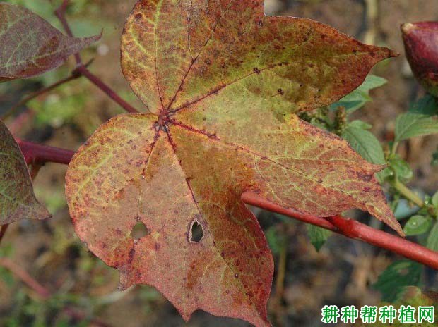 种棉花如何防治棉花红（黄）叶枯病？