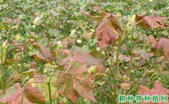 种棉花如何防治棉花红（黄）叶枯病？