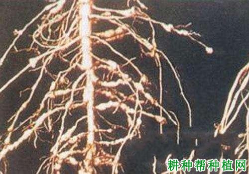 种棉花如何防治棉花纽带线虫病？