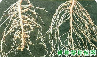 种棉花如何防治棉花肾形线虫病？