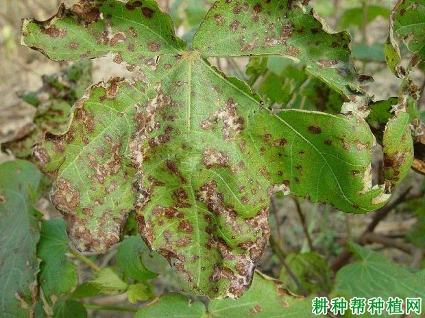 种棉花如何防治棉花叶烧病？