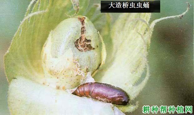 种棉花如何防治大造桥虫？