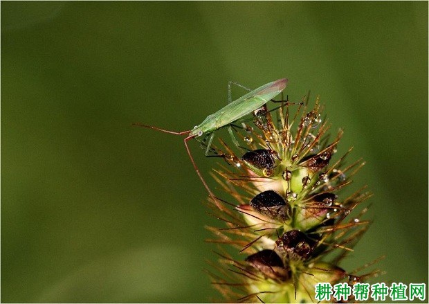 种棉花如何防治赤须盲蝽？