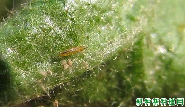 种棉花如何防治黄蓟马？