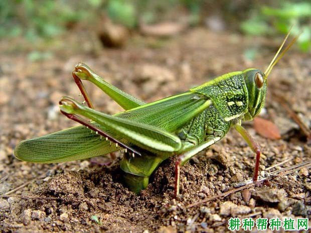 种棉花如何防治棉蝗？