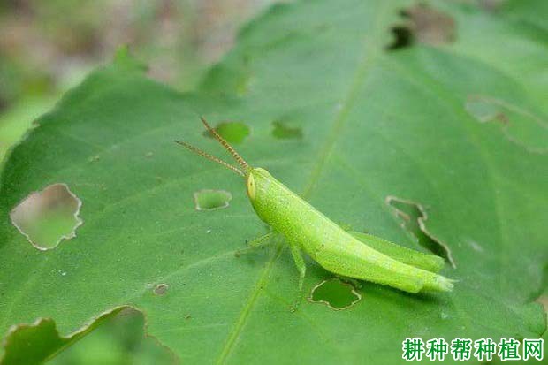 种棉花如何防治棉蝗？