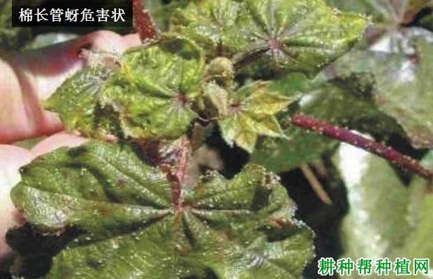 种棉花如何防治棉长管蚜？