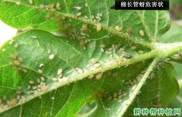 种棉花如何防治棉长管蚜？