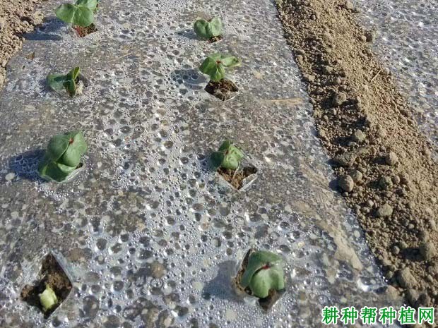 种植棉花盖地膜有什么效果？