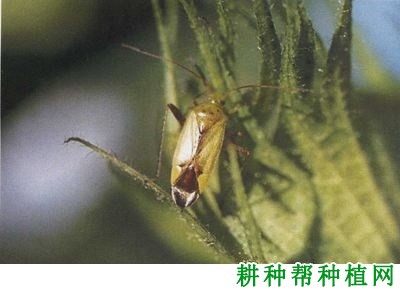 种棉花如何防治中黑盲蝽？