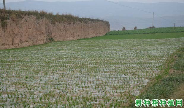 种植小麦盖地膜有什么好处？