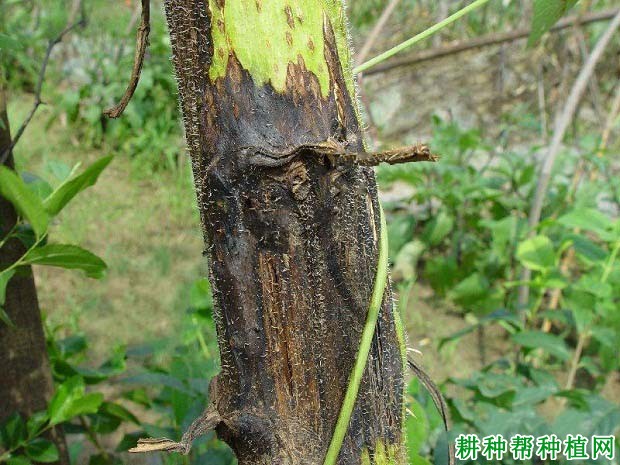 种向日葵如何防治向日葵细菌性茎腐病？