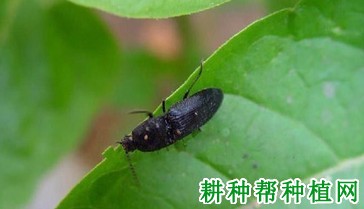 种棉花如何防治沟金针虫？