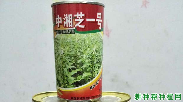 中湘芝1号芝麻品种好不好？