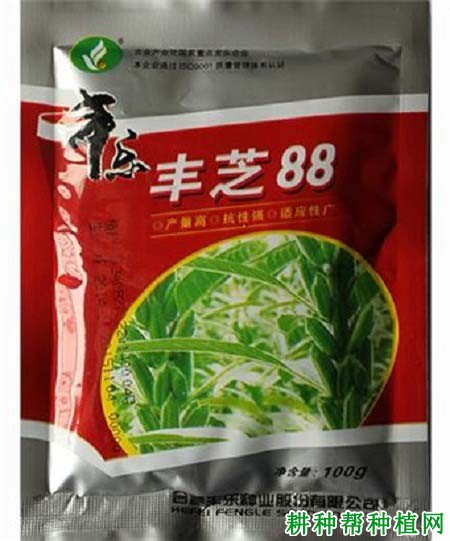 丰芝88芝麻品种好不好？