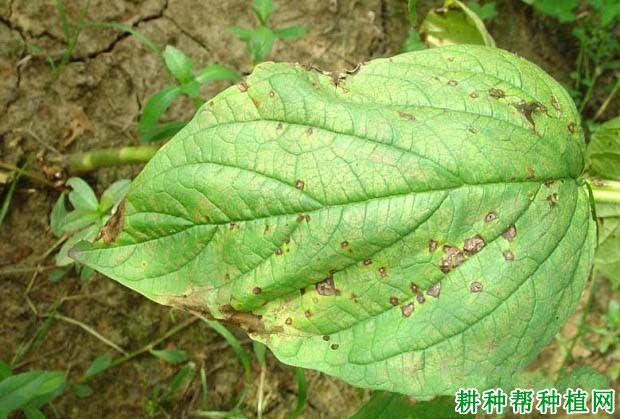 种芝麻如何防治芝麻褐斑病？