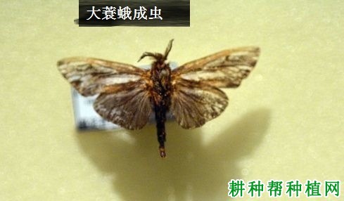 种芝麻如何防治大蓑蛾？