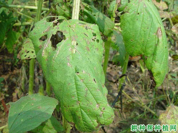 种芝麻如何防治芝麻叶斑病？