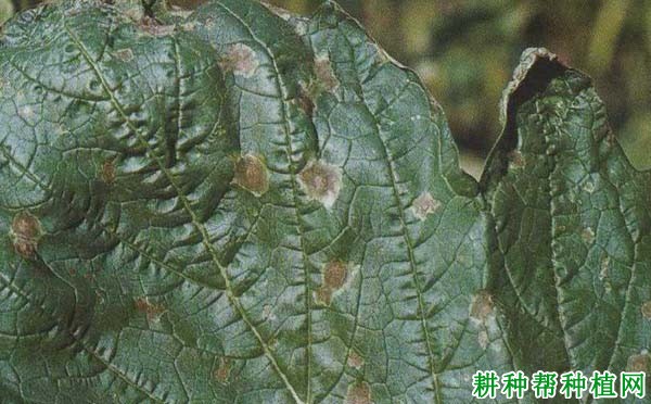 种芝麻如何防治芝麻叶斑病？