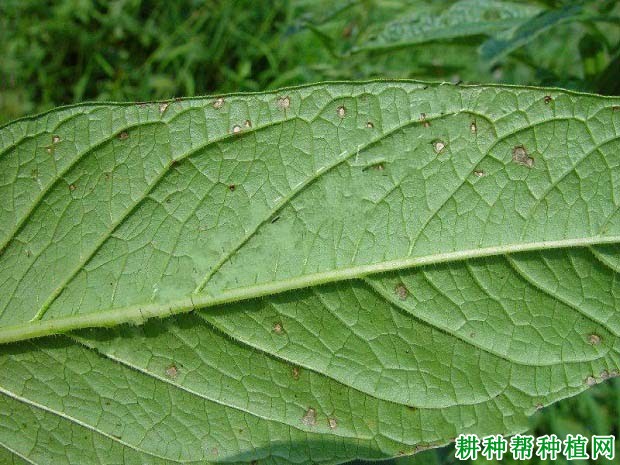 种芝麻如何防治芝麻叶斑病？